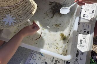 Pond dipping