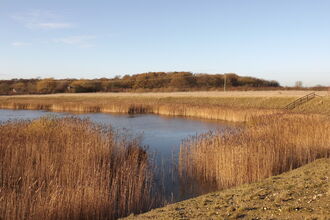 Reedbeds at Fiskerton Fen
