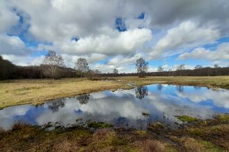 Epworth Turbary in March 