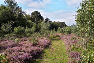 Path through heather on Scotton Common