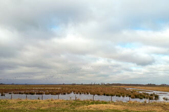 Willow Tree Fen from the viewing area