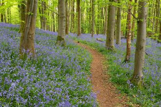 The Woodland Trust bluebell wood