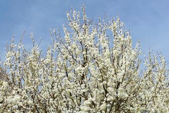 Blackthorn in blossom