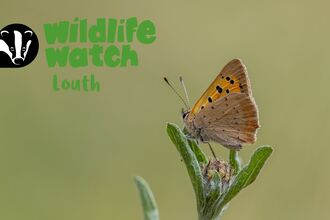 wildlife watch louth small copper