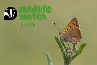wildlife watch louth small copper