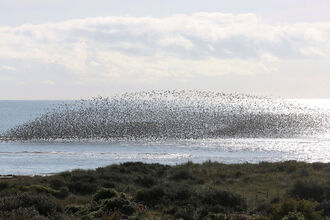 Mixed wader roost at Gibraltar Point