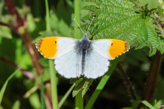 Orange tip butterfly at Whisby Nature Park