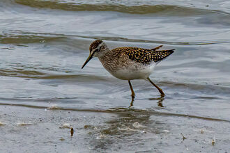 A wood sanspiper trekking along the water's edge. It's a medium-sized wading bird with pale spangling on its dark back, a pale belly and a strong, pale line above the eye
