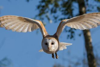 Barn owl in flight online use only