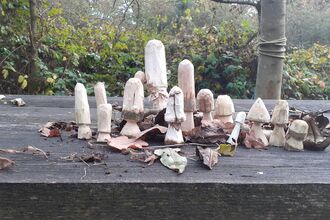 whittled mushrooms from whittling workshop