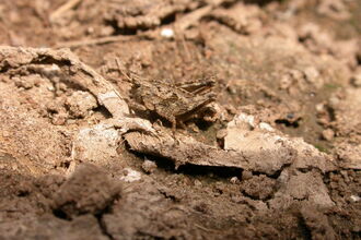 A common groundhopper blending in with bare soil. It's a stocky relative of the grasshoppers, with a raised ridge running along its back