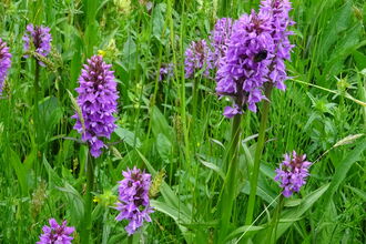 Southern marsh orchids on Railway Verge at Whisby