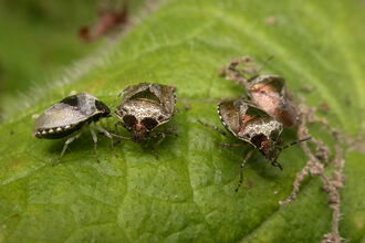 Four woundwort shieldbugs standing on a leaf. They're compact, shield-shaped brown bugs with patches of irridescent coppery red on their head and back