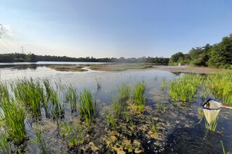 Pond dipping at Whisby Nature Park