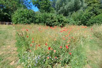 Cornfield annuals at Banovallum House