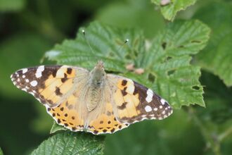 Painted lady butterfly on leaf