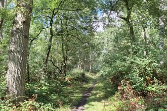 Path through Lawn Wood