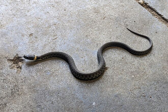 Grass snake found in Whisby warden workshop
