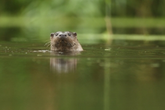 Otter