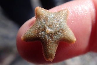 A tiny cushion starfish