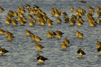 A mixed flock of golden plover and lapwing roost in golden evening light