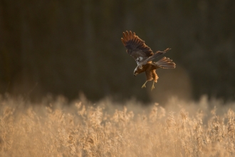 Marsh Harrier