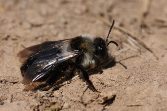 Ashy mining bee