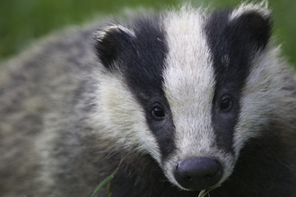 Badger