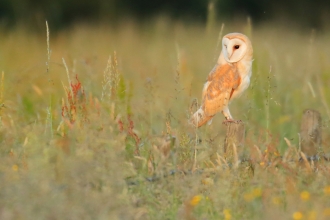 Barn Owl