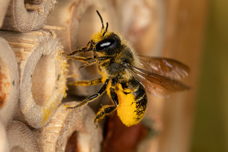 Leaf cutter bee