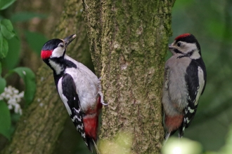Woodpecker