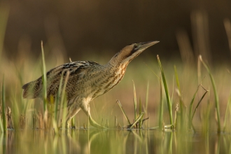 Bittern