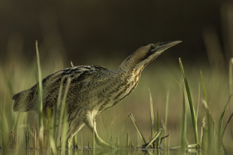 Bittern