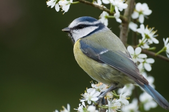 Blue tit