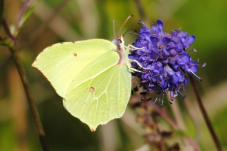 Brimstone Butterfly