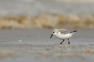 Sanderling