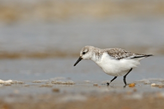 Sanderling