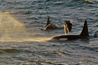 Whales