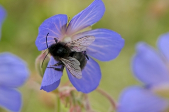 Bumblebee