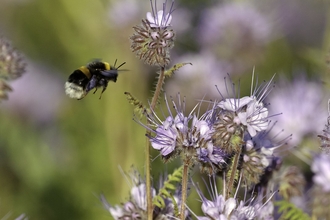 Buff-tailed bumblebee