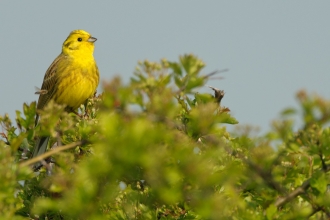 Yellowhammer