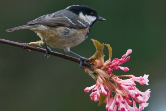 Coal tit