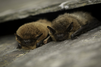 Bats