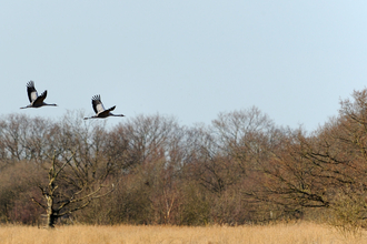 Common cranes