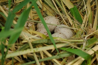 Coot eggs in nest 