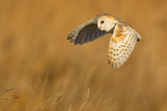 Barn owl