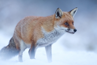 Fox