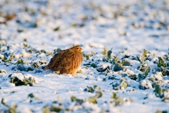 Grey Partridge