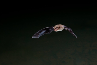 Daubenton bat