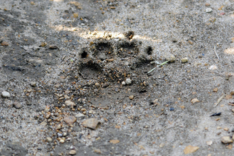 Paw print